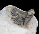Bumpy Acanthopyge (Lobopyge) Trilobite #40595-2